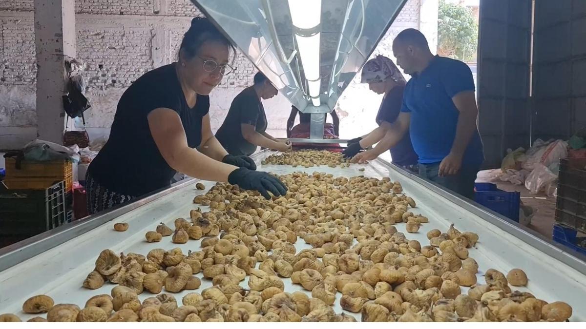 İşçilere rekor sezon ücreti! 33 günlük çalışmaya 90 bin TL ödeme Detaylar…