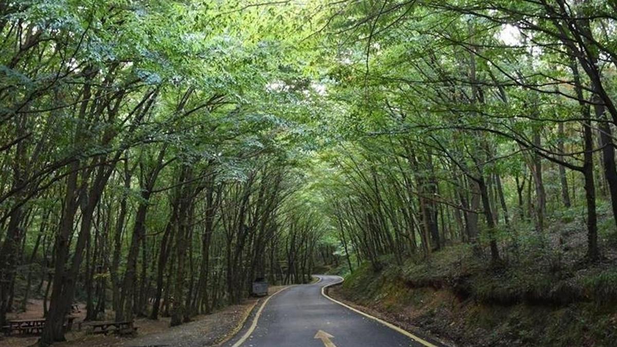 İstanbul Valiliği’nden yangınlara karşı yeni önlem: Son tarih 2 Ağustos Detaylar…