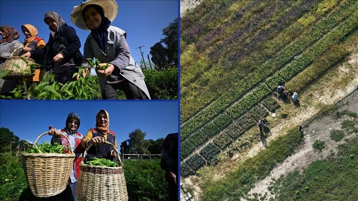 Düzcede tarım akademisiyle kadınlar ve gençler üretime katıldı Detaylar…
