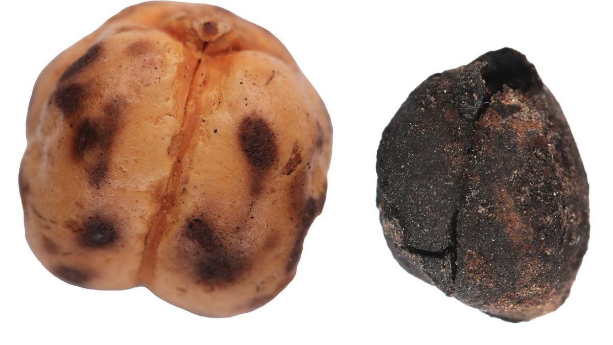 Bakan Ersoy: Anadolu Sofralarının Kökenine Işık Tutuyoruz Detaylar…